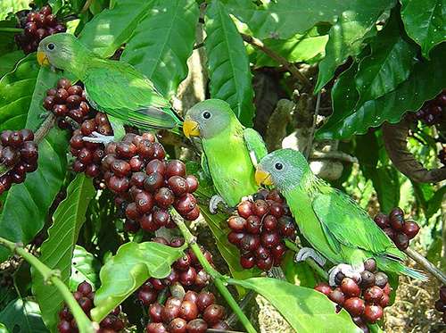 Shade-grown coffee plantations provide habitat for birds and require less fertilizer and pesticides. ©Michael Allen Smith, flickr 