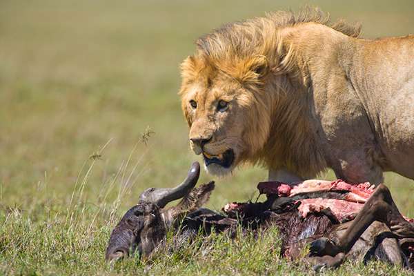 When a top predator such as a lion is lucky enough to take down a single animal, it is almost always one that is weak, young or very old. ©Patrick J. Endres
