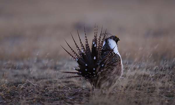 Recently, Congress attached a rider preventing federal funding to meet court-imposed Endangered Species Act deadlines to the omnibus spending bill. The rider blocks the U.S. Fish and Wildlife Service from issuing new protections for both greater and Gunnison sage grouse over the next year. The birds continue to decline toward extinction. ©Eric Rock