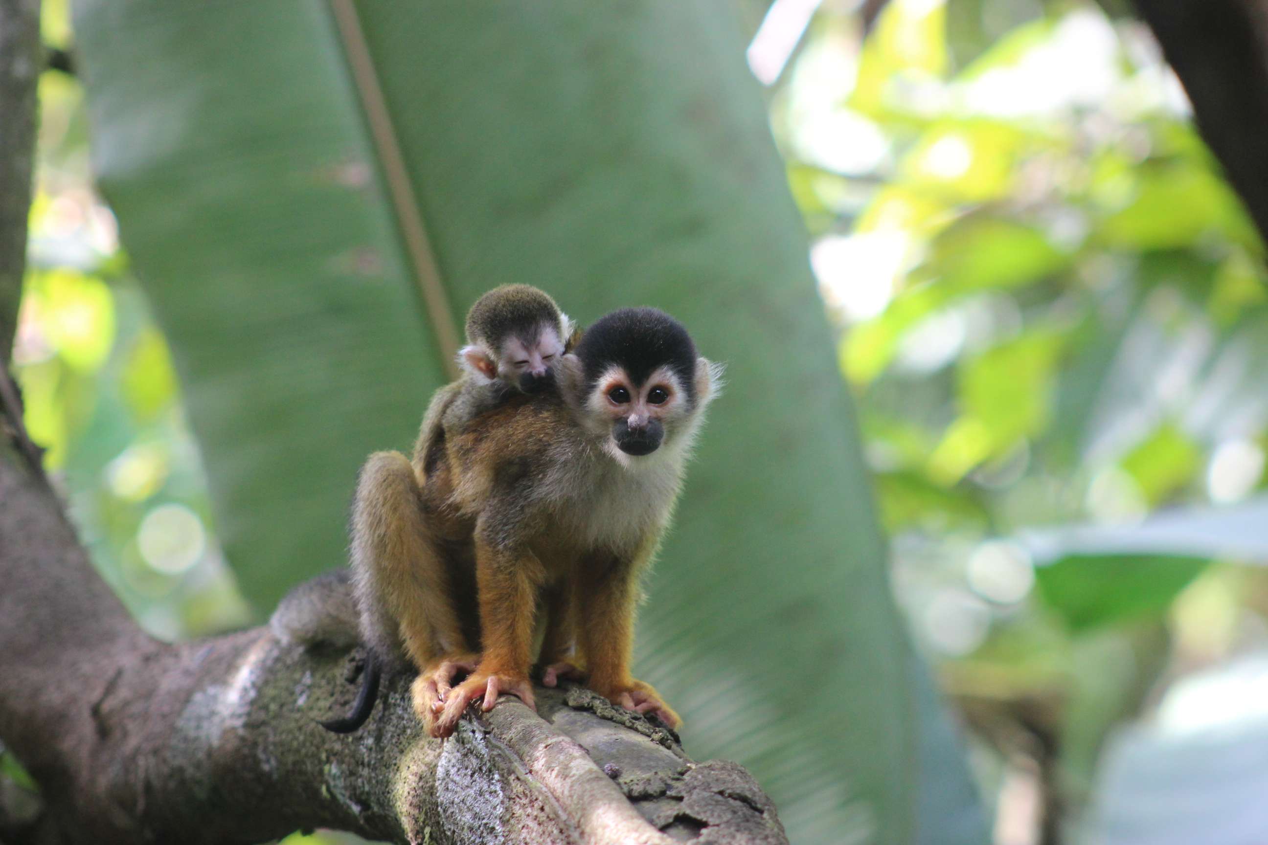 the common squirrel monkey is not threatened however the Central American squirrel monkey and the black squirrel monkey are listed as Vulnerable by the IUCN. © WWF-US/Abby Wadley