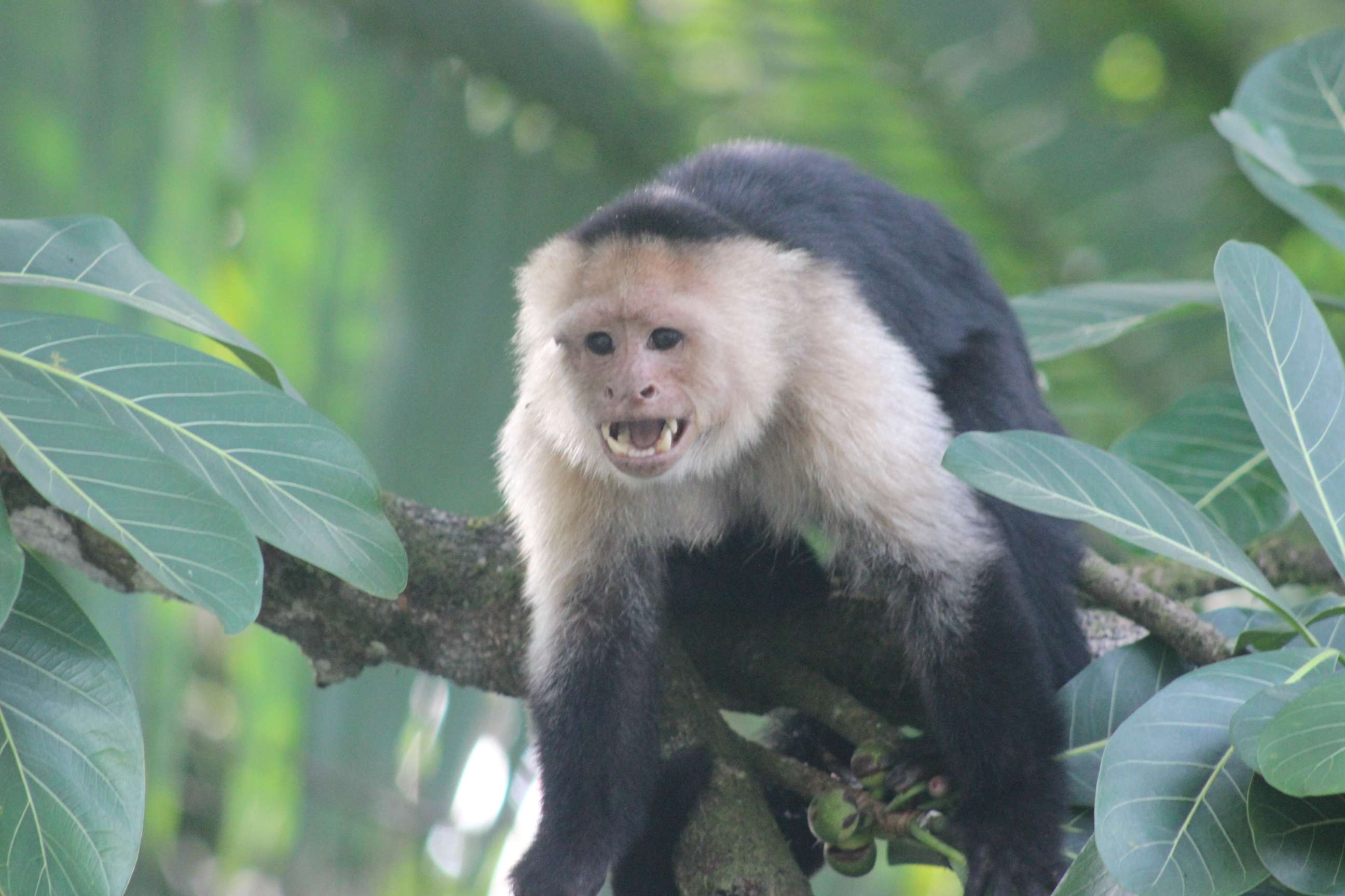 Agressive white-faced capuchin monkey along the Sierpe River. © WWF-US/Abby Wadley