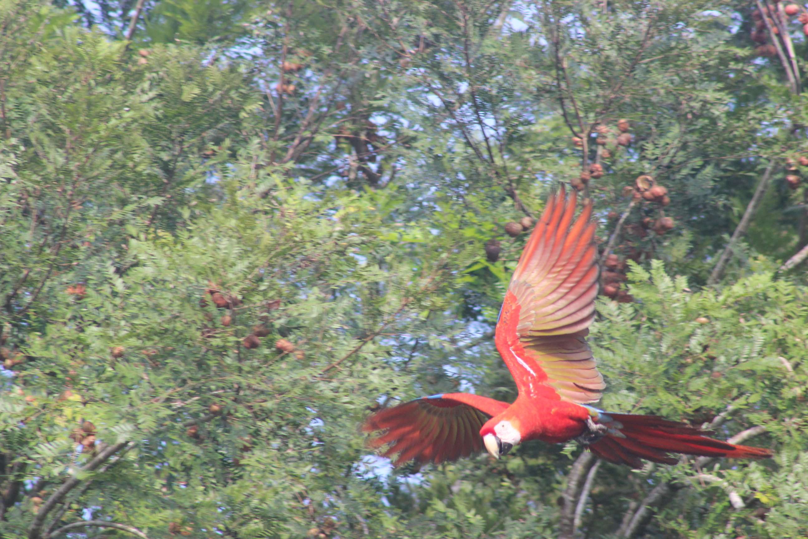 Scarlet macaw © WWF-US/Abby Wadley