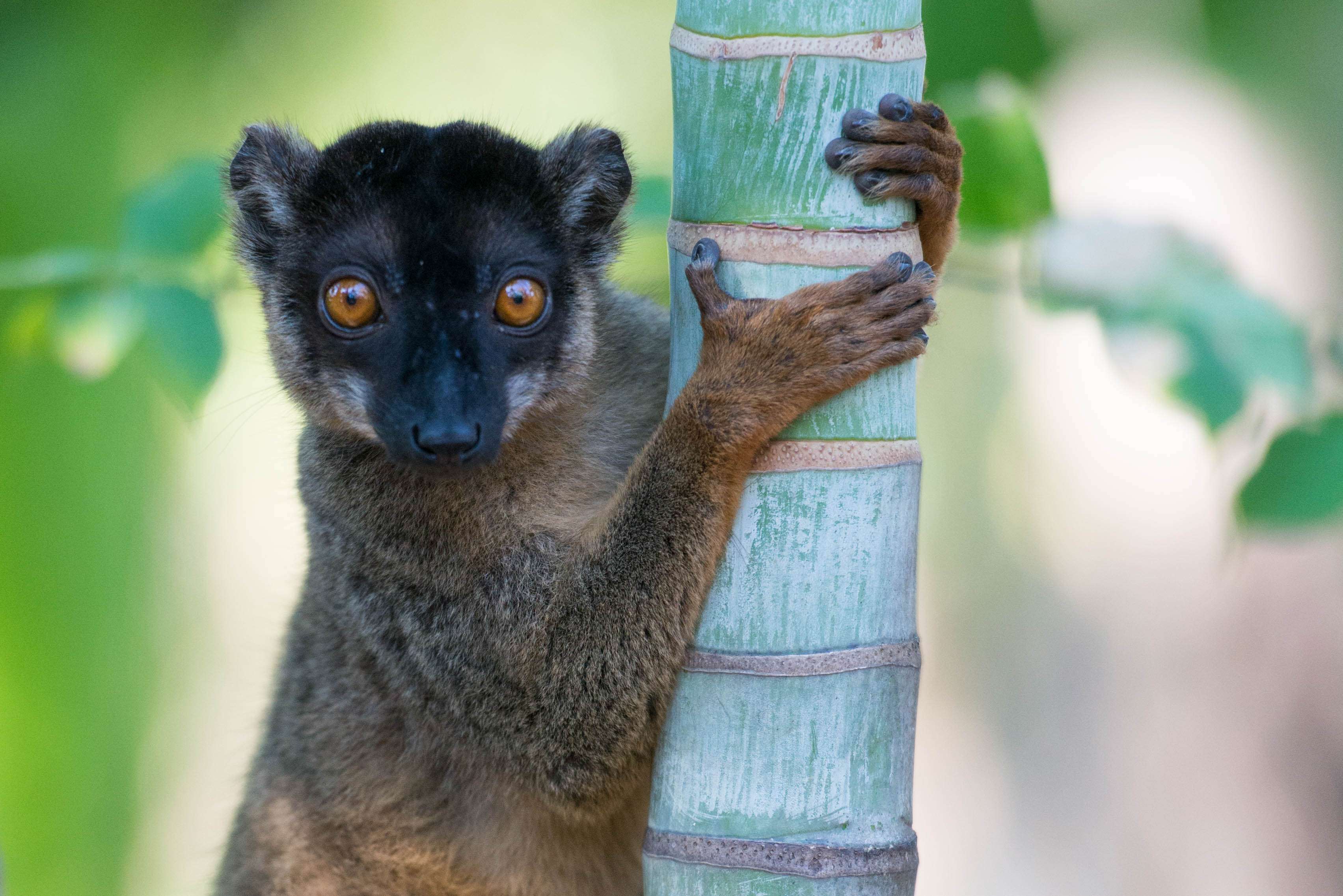 A common brown lemur scans for danger. © WWF-US/Rachel Kramer