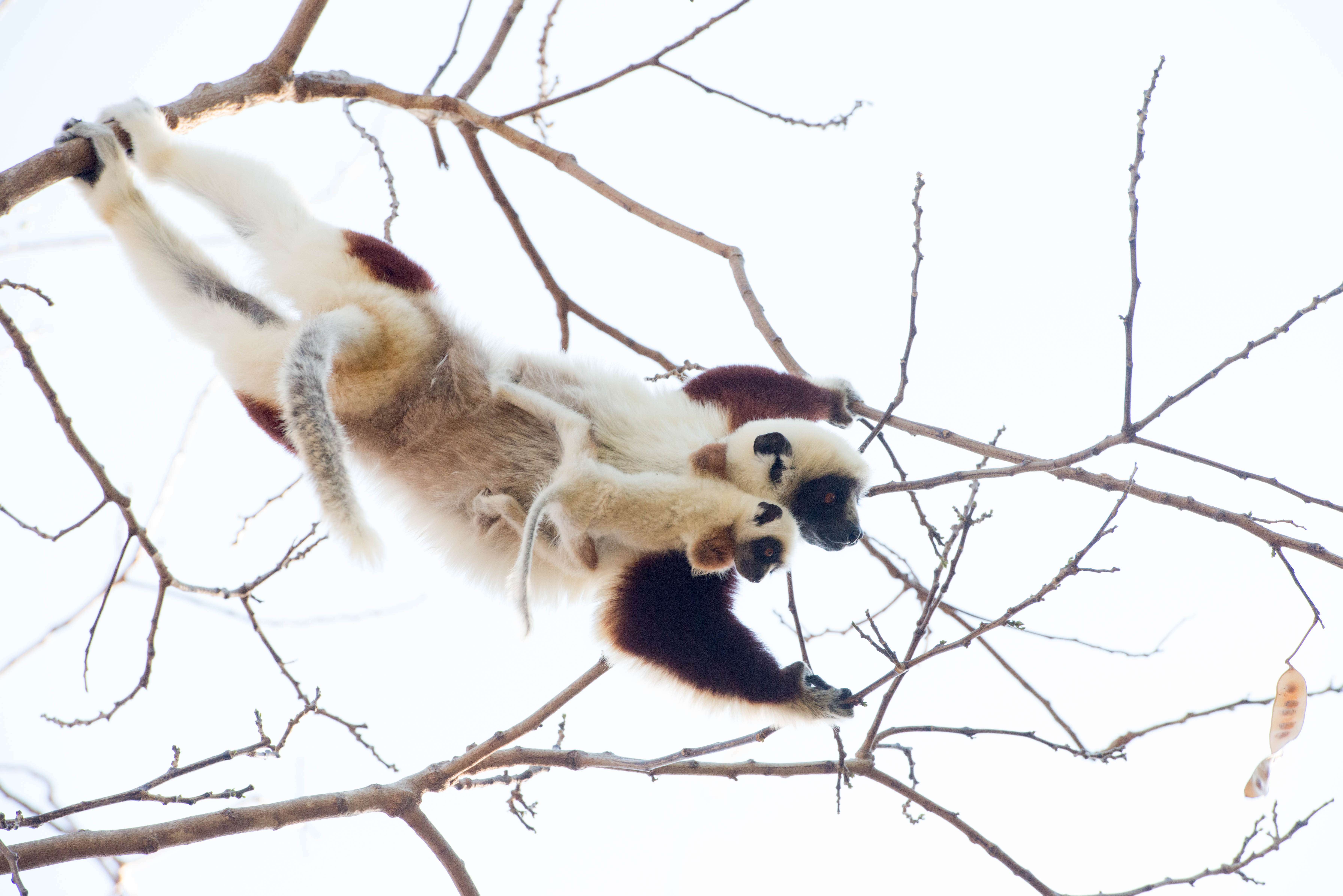  A Coquerel's sifaka mother teaches its infants to forage in the canopy. © WWF-US/Rachel Kramer