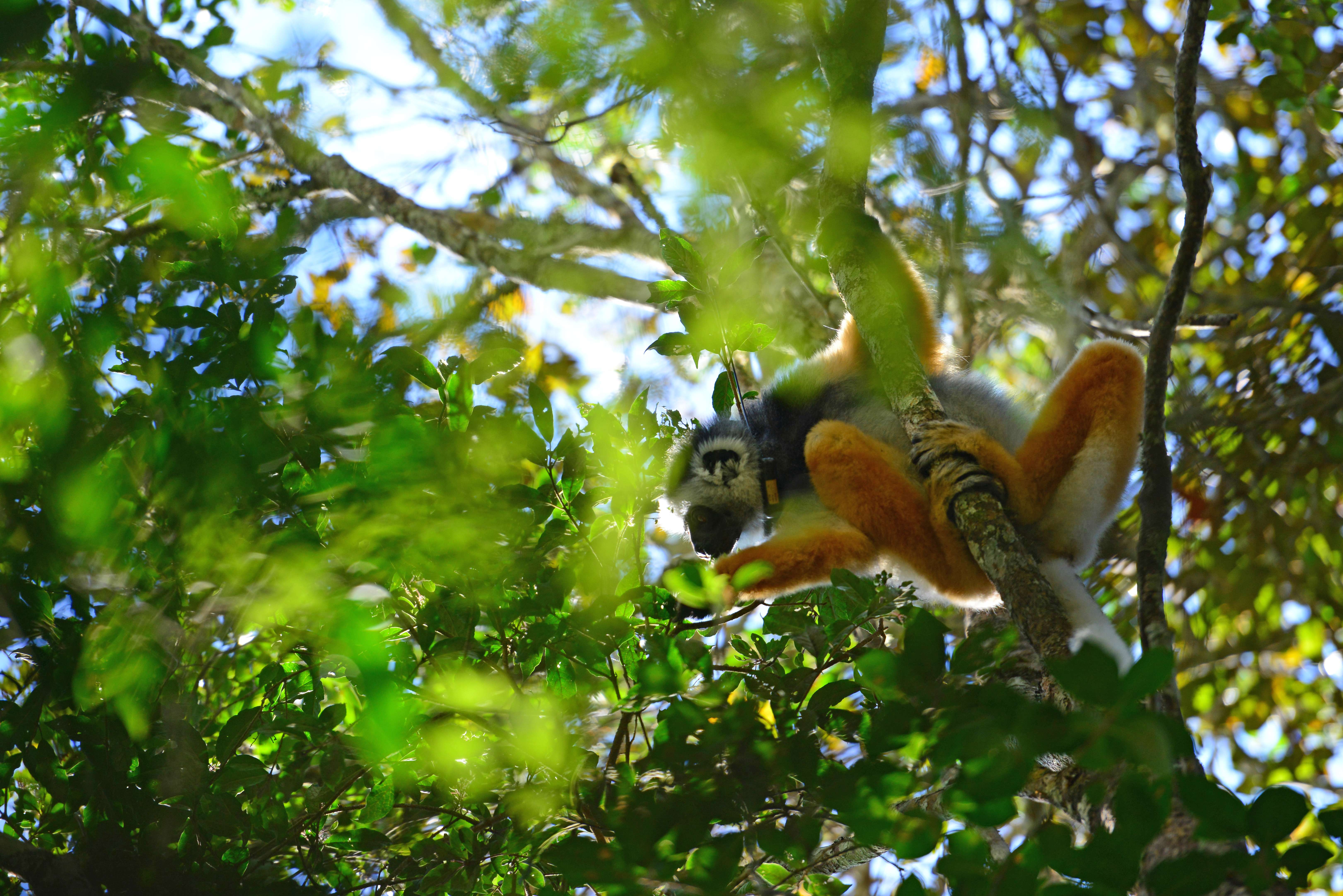 This radio-collared diademed sifaka is part of a research group in Andasibe National Park. © WWF-US/Rachel Kramer