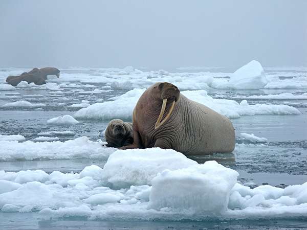 The Arctic could be entirely ice-free in the summer months by the 2030s, with profound effects for wildlife. Since 2000, the forced migration of walruses and their young to barrier islands has become an increasingly regular occurrence. Last year in Alaska, as many as 40,000 walruses were forced ashore. ©Sarah Sonsthagen, USGS