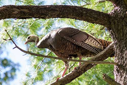 Wild turkeys can now be found in every state except Alaska. ©davejdoe, flickr