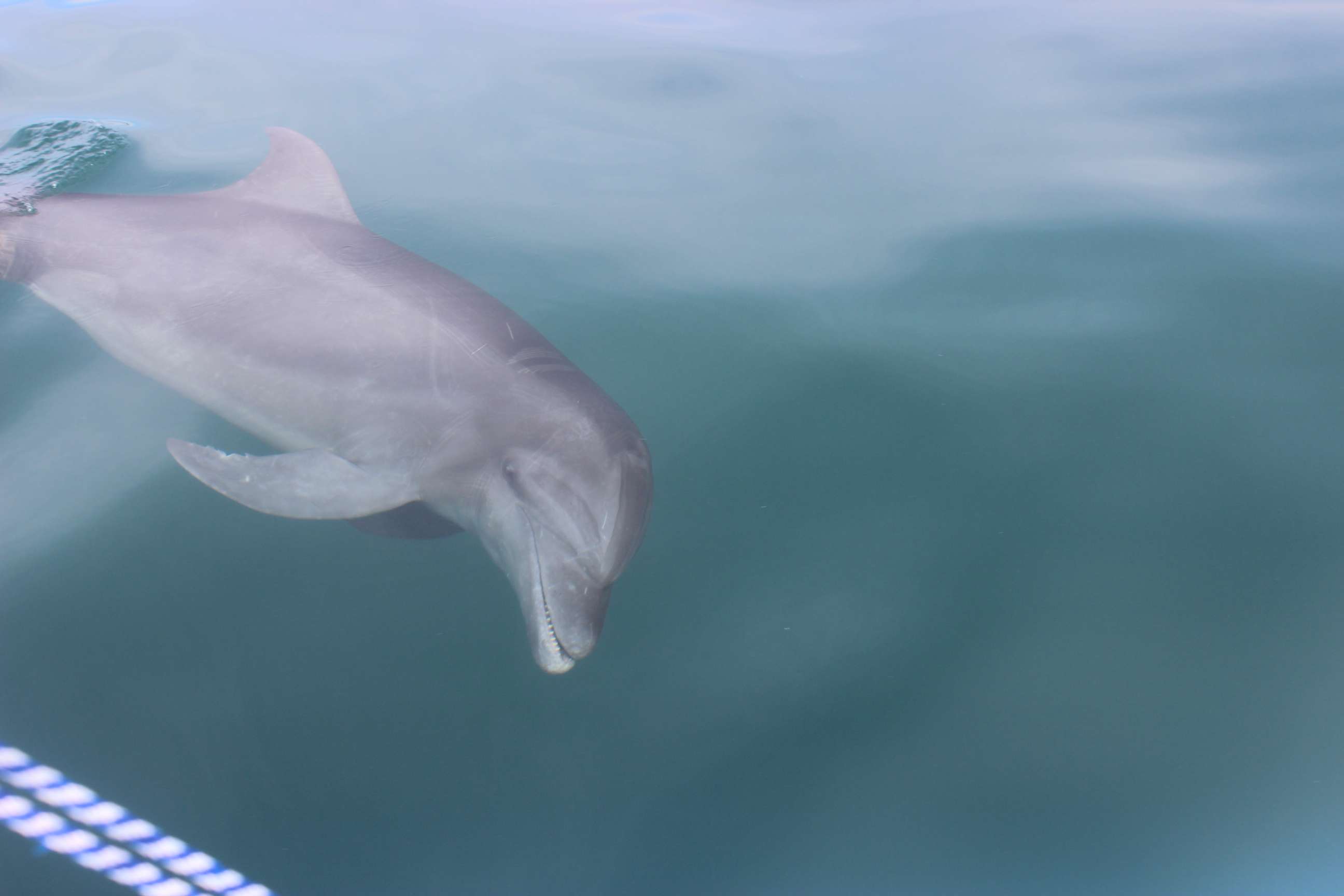About 25 dolphin and whale species inhabit Costa Rica's oceans. © WWF-US/Abby Wadley