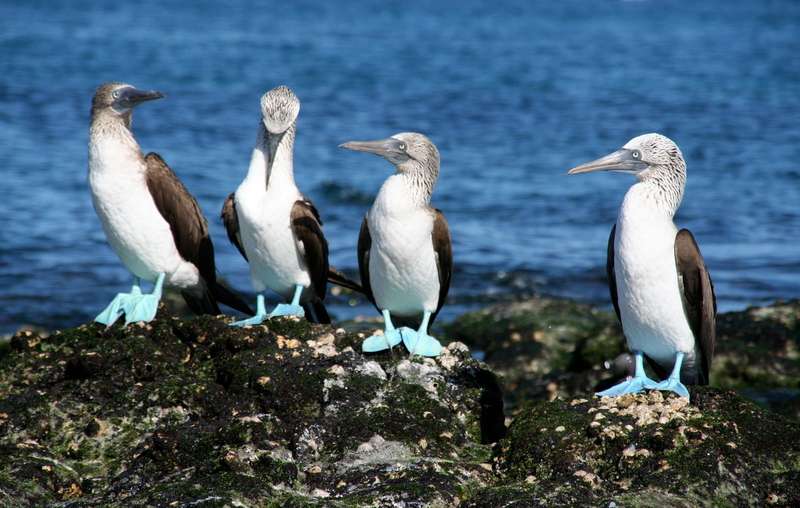  blue-footed boobies ocean sun Galapagos Islands