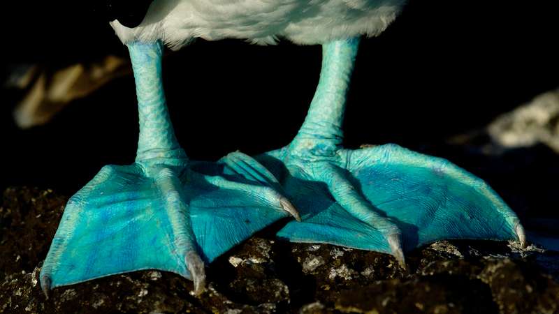 Blue-footed booby feet Galapagos Islands Ecuador