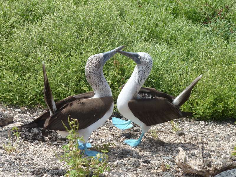 blue-footed boobies fight birds blue feet Ecuador