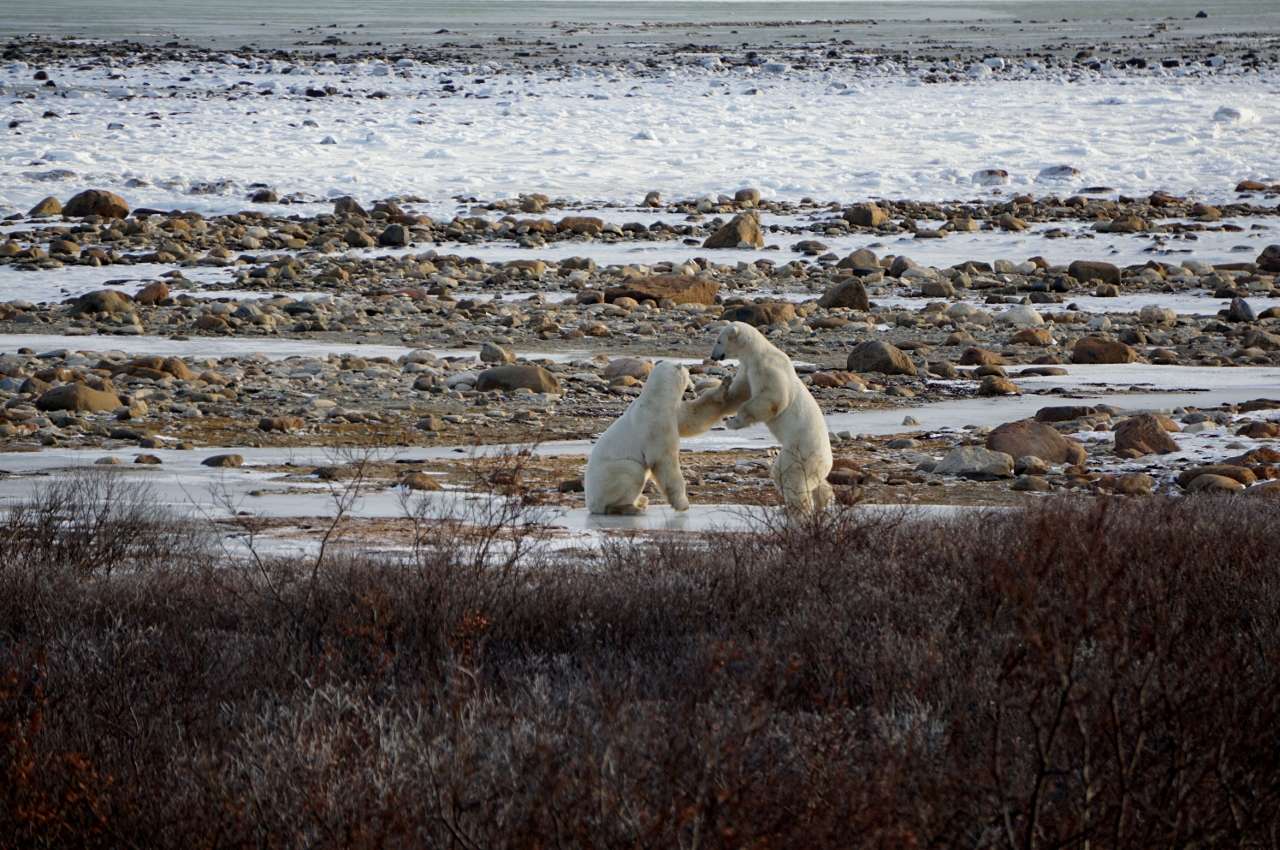 Sparring polar bears in Churchill, Canada, waiting for the ice to freeze over as the winter approaches. © WWF-US/Nikhil Advani
