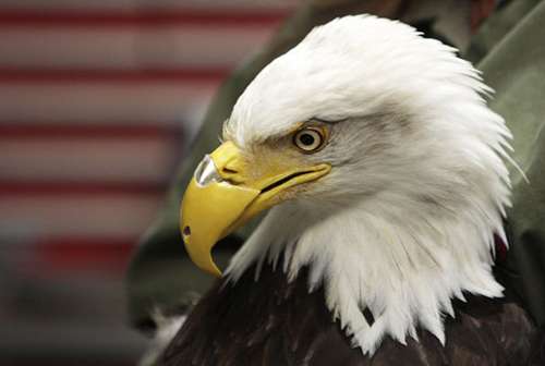 Among the best-known animals to benefit from technology is Beauty the bald eagle. She lost the upper portion of her beak after a hunter shot it off. She was later fitted with a nylon-composite replacement. ©Young Kwak/AP