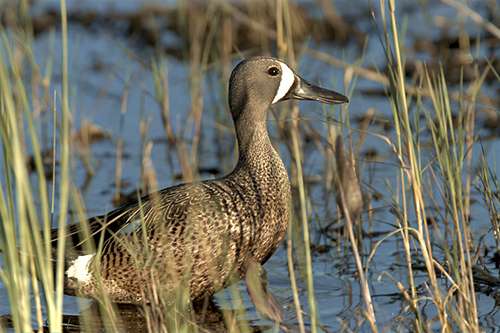 The Malheur National Wildlife Refuge provides habitat for hundreds of birds, such as this blue-winged teal photographed on the preserve. ©Barbara Wheeler Photography, USFWS Volunteer, flickr