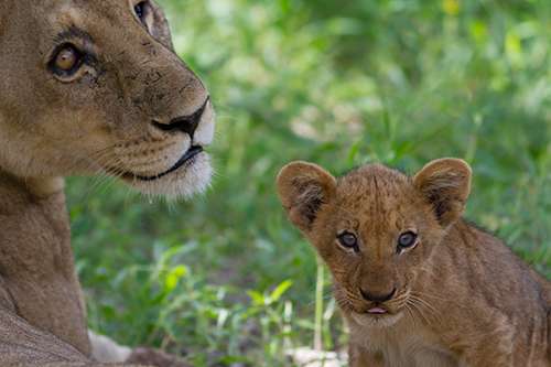 In Central and West Africa, lions are almost extinct. ©Brad Josephs