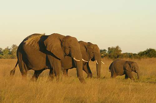 Is the poaching of African elephants really a distant problem for those of us in the U.S.? ©Dave Luck