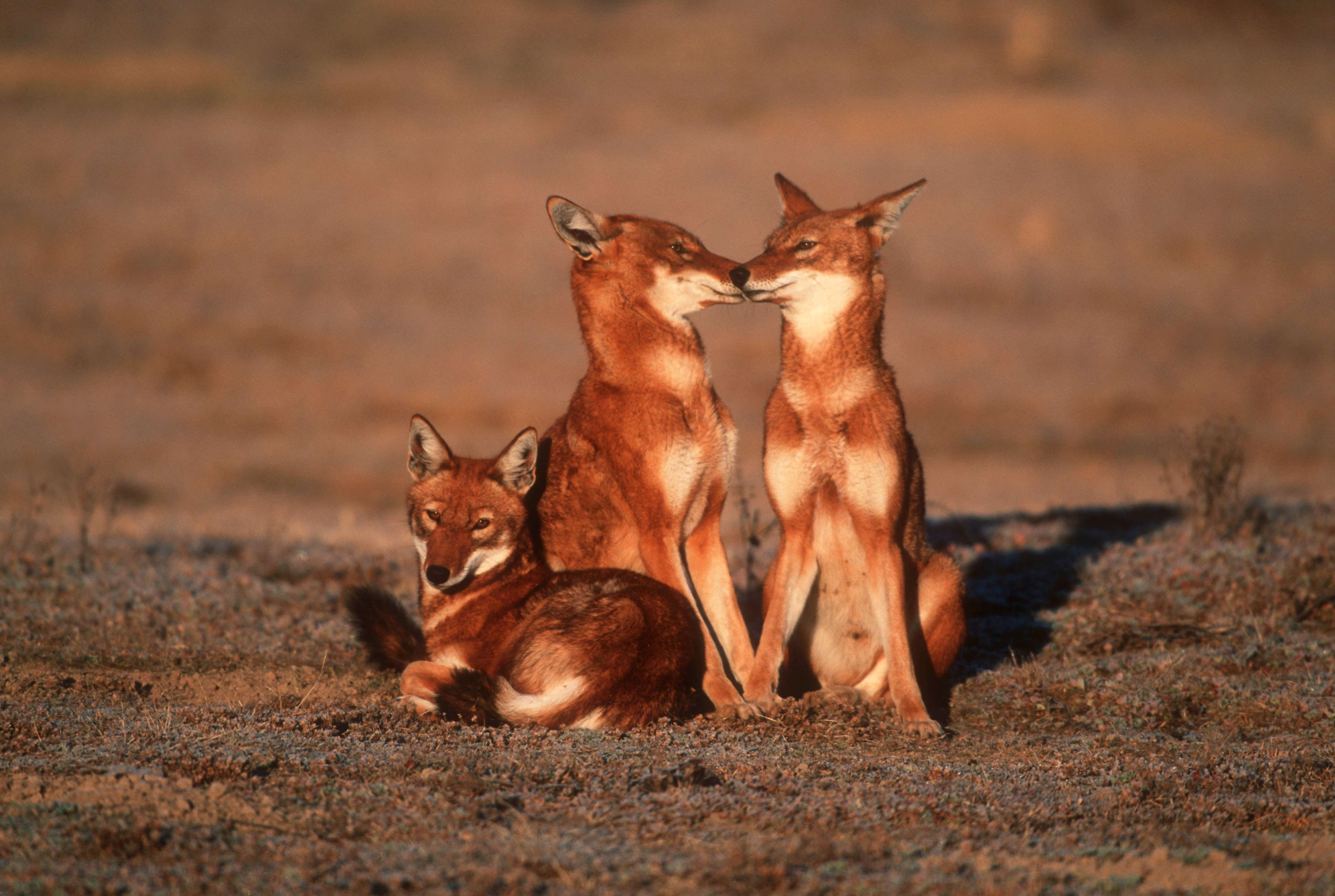 Simian jackal or Ethiopian Wolf, Canis simensis. Portrait. Critically endangered. Adults greet and interact in the early morning. Bale Mountains national Park, Ethiopia © Martin Harvey/WWF-Canon