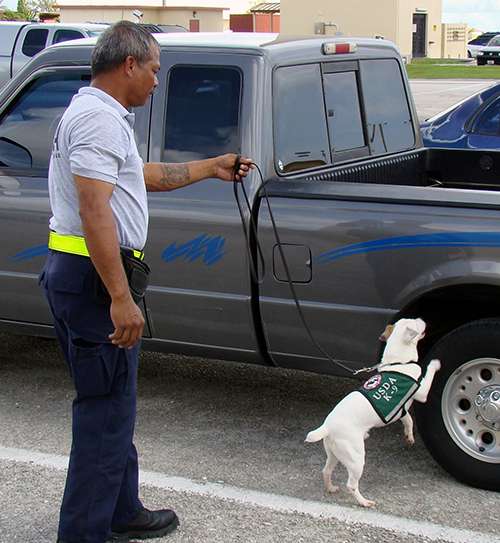 On Guam, the U.S. Department of Agriculture employs canine inspectors to check cargo for invasive brown tree snakes, which devastate native bird populations. ©USDA