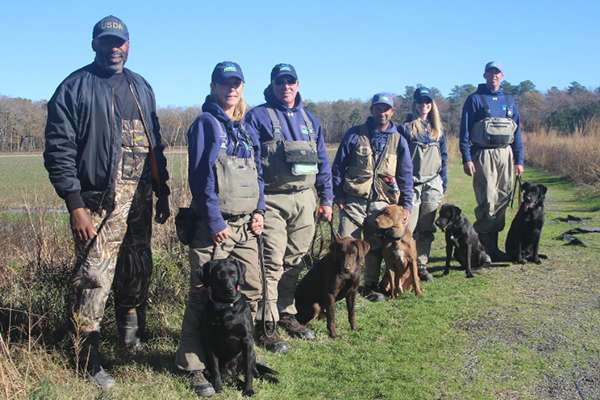 Dogs are helping many agencies in their conservation efforts. On the Delmarva Peninsula in Delaware, a U.S. Department of Agriculture team of handlers and their detector dogs are working on a program to eradicate nutria, an invasive rodent. ©USDA