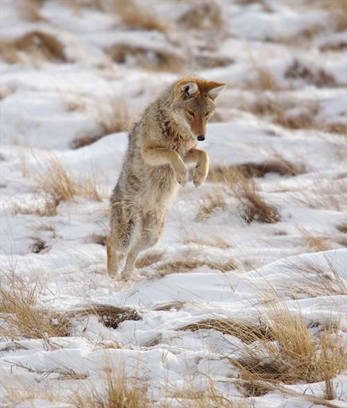 Coyotes often hunt for mice, cutting down on their population numbers. ©Henry H. Holdsworth