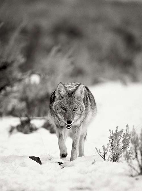 We need coyotes, and they need us to be their advocates. ©Henry H. Holdsworth