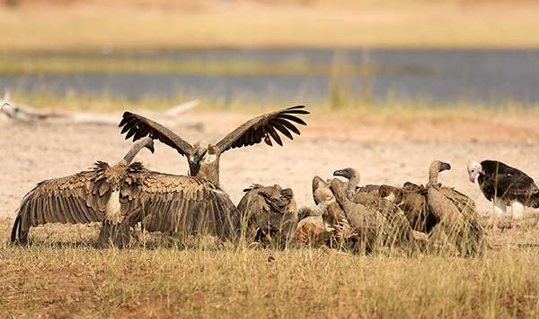 Six species of African vultures—the continent’s largest and most recognizable birds of prey—are at risk of extinction. Poisoned baits by poachers and use of vulture body parts in traditional medicines are largely to blame. ©Eric Rock