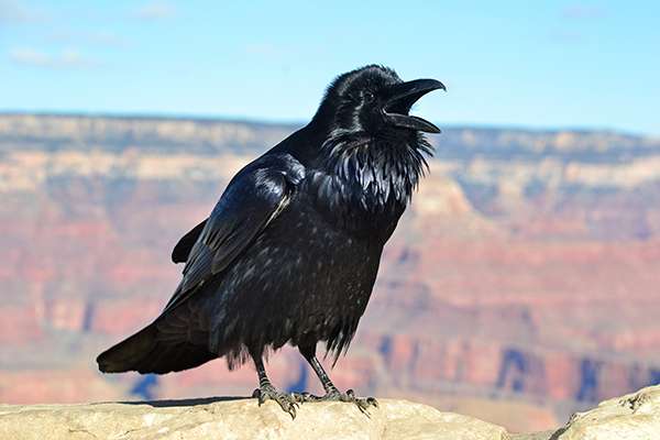Ravens are the largest birds in the corvid family and are found throughout the world. They thrive in a variety of climates and elevations. This one is at 7,000 feet, on the rim of the Grand Canyon. ©Michael Quinn/National Park Service
