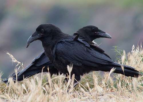 Ravens are social birds and our partners in conservation efforts. ©Ingrid Taylar, flickr