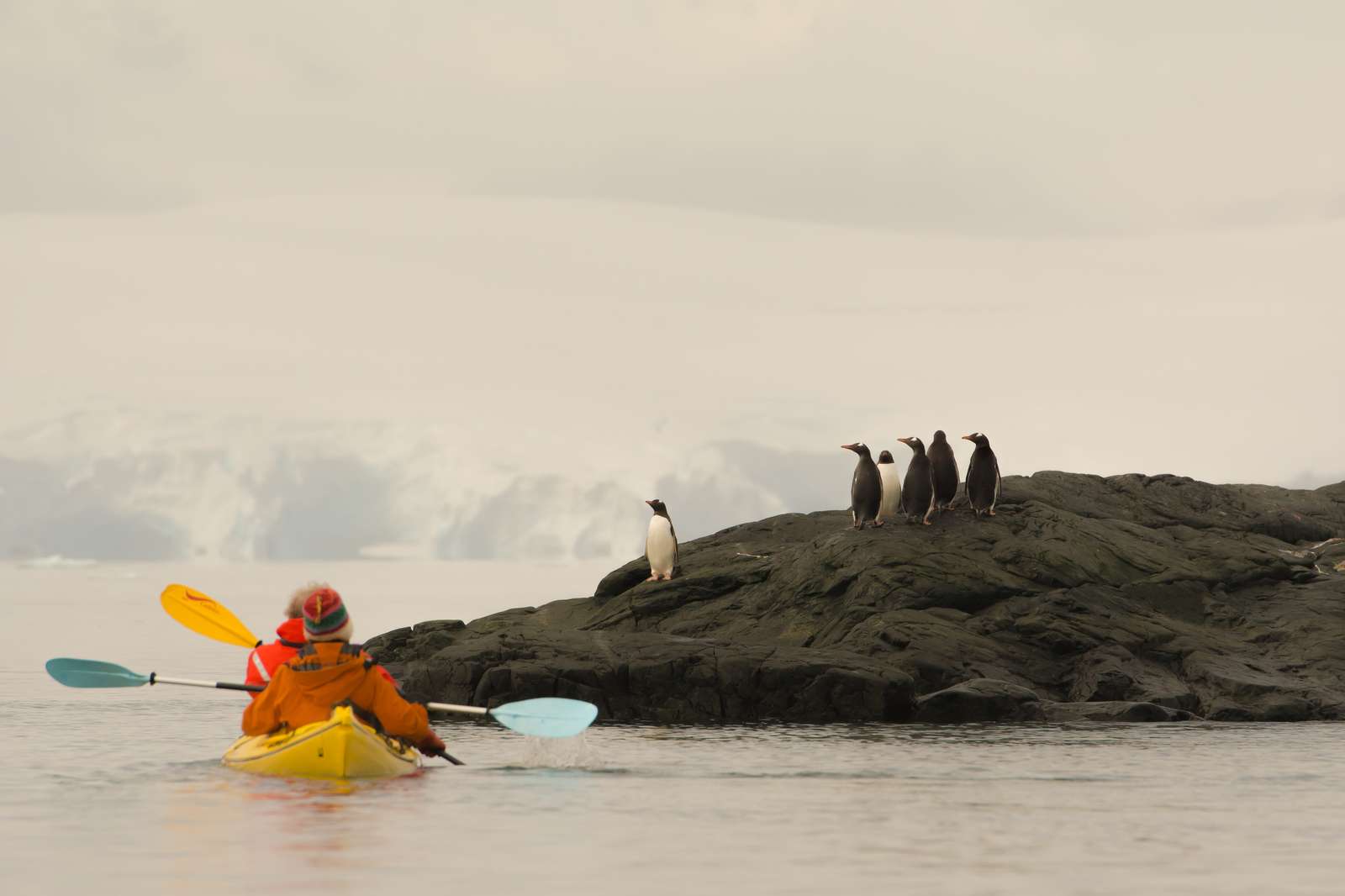Kayakers observe a waddle of penguins in Antarctica