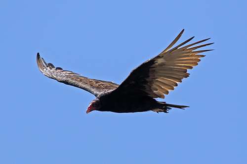 Turkey vultures soar on thermals and use their keen sense of smell to find fresh carcasses. ©John T. Andrews