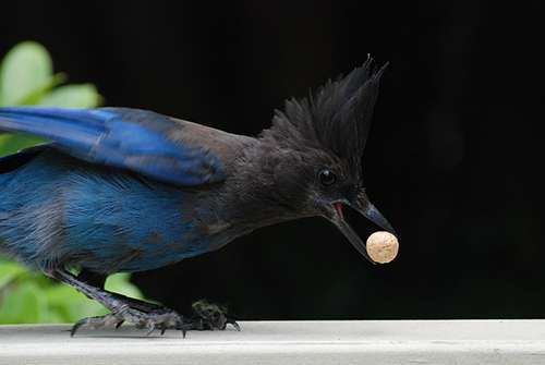 Corvids, such as this Steller’s jay, carefully examine their food. ©Steve Voght, flickr