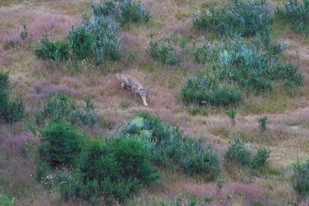 Puma in Patagonia