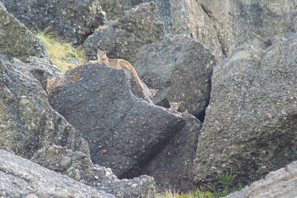 Mother puma and cubs