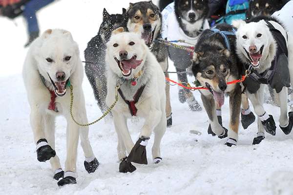 The modern Iditarod Trail Sled Dog Race commemorates the “Great Race of Mercy,” the trail itself and the sled-dog culture. ©John Pennell/JBER PA), flickr