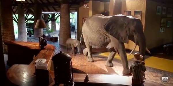 Recently, the herd brought a two-week old baby through the hotel lobby. ©Video by Lion Mountain TV