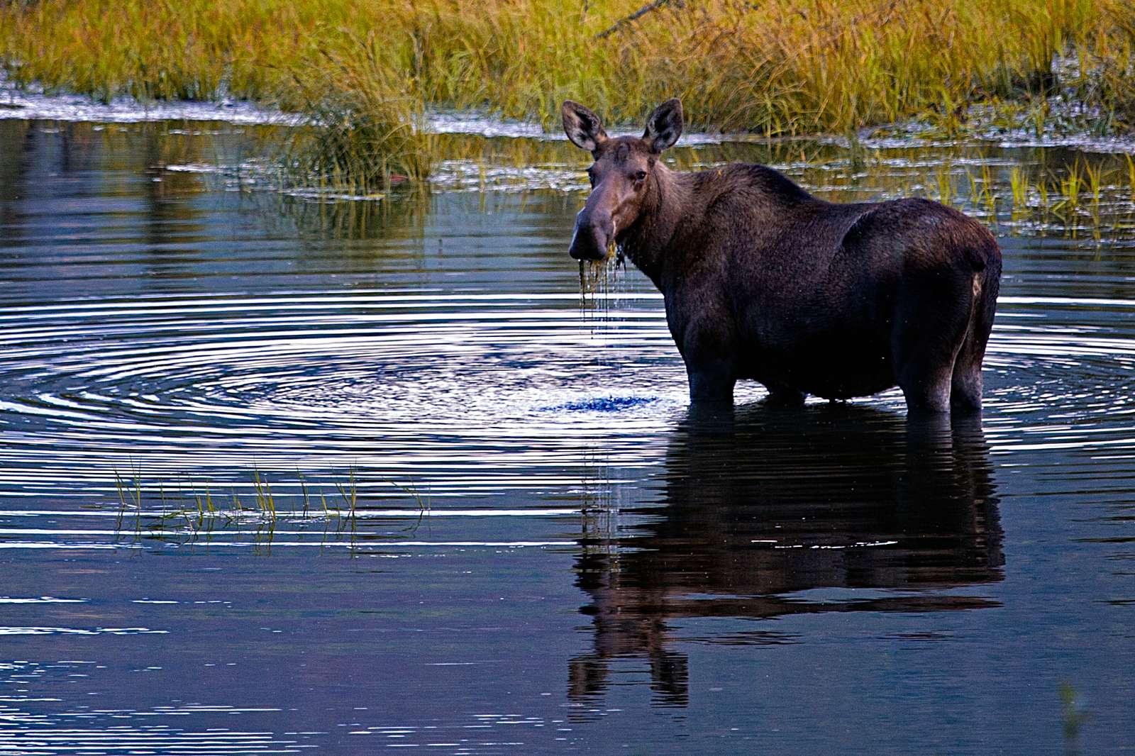 A moose eats willows in Yellowstone
