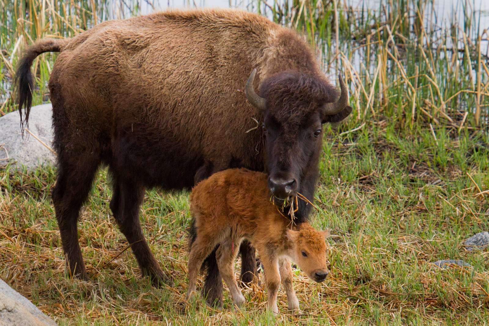 A bison and her calf munch on grass in Yellowstone National Park. 