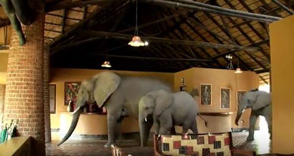 Every spring, a herd of elephants walks through the lobby of a five-star lodge in Zambia. It was built over an ancient elephant path. ©Video by Lion Mountain TV