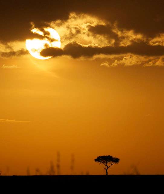 acacia tree silhouette sunset