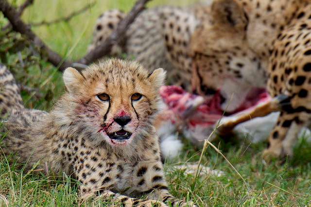 A cheetah cub feasts with its family seen on safari in Kenya