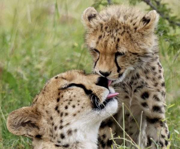 Cheetah cub and mother