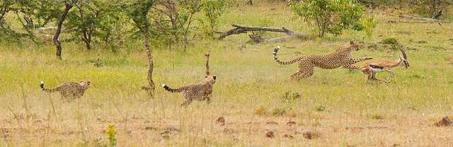 cheetahs hunt an antelope