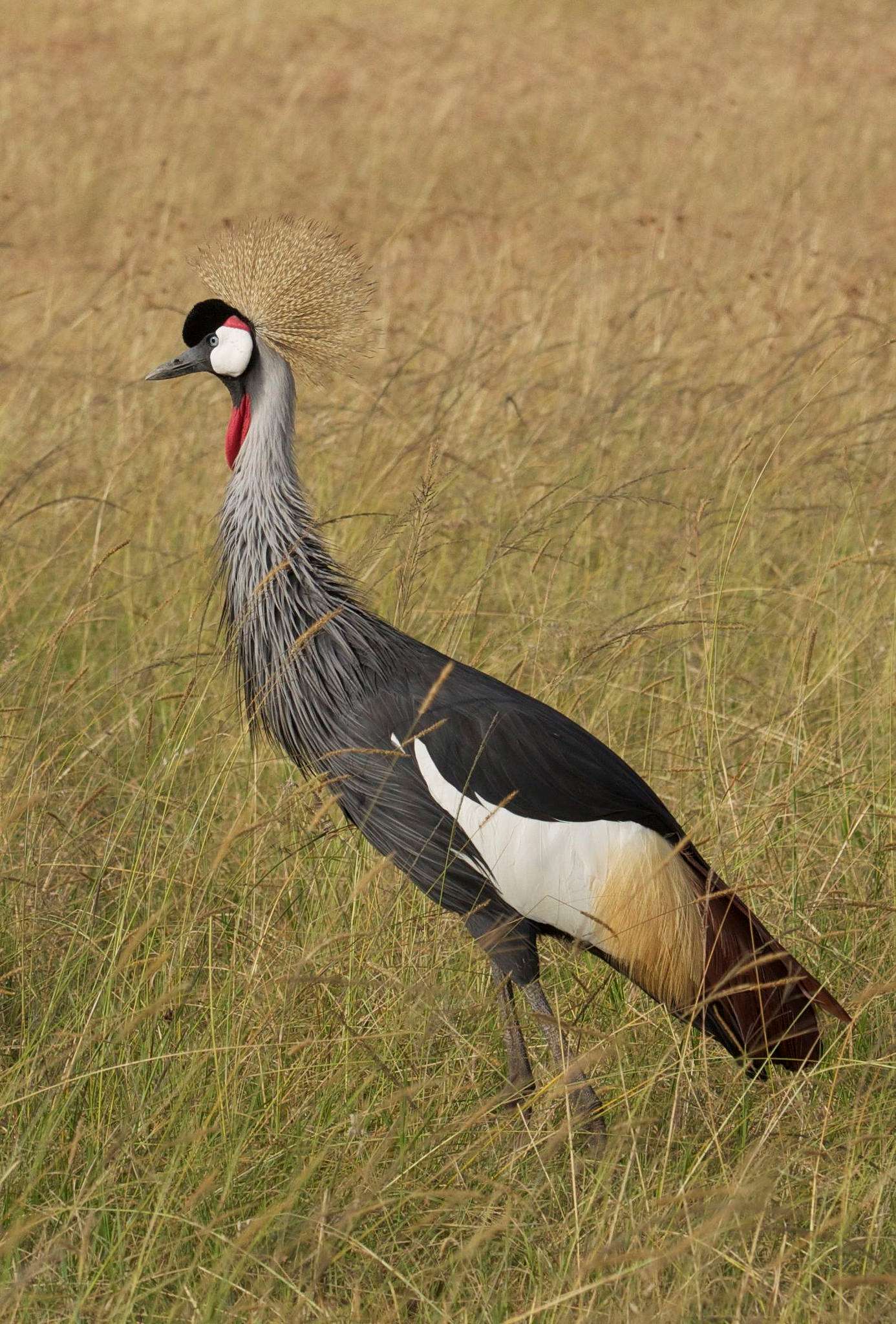 crowned crane in the grass in Kenya