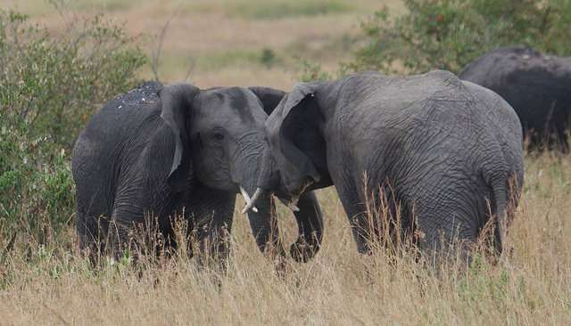 elephants on a safari in Kenya
