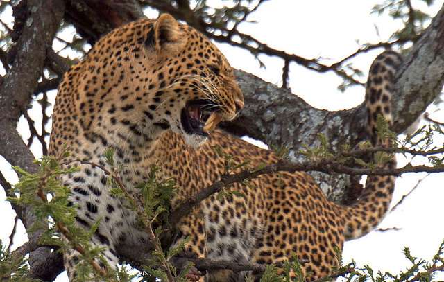A jaguar hisses in a tree