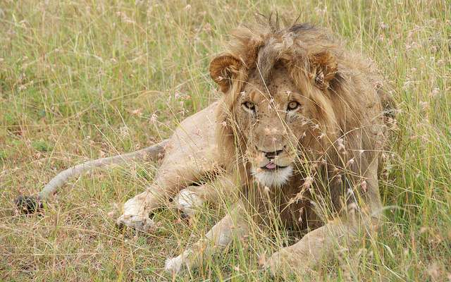 male lion on the savanna