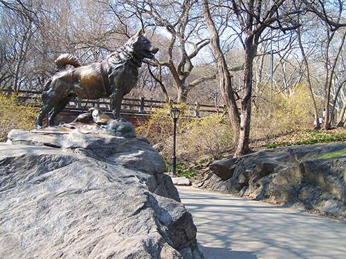 A statue of Balto, the Alaska sled dog that led the team on the last leg of the diphtheria serum to Nome in 1925, stands in New York’s Central Park. ©rawr_one, flickr