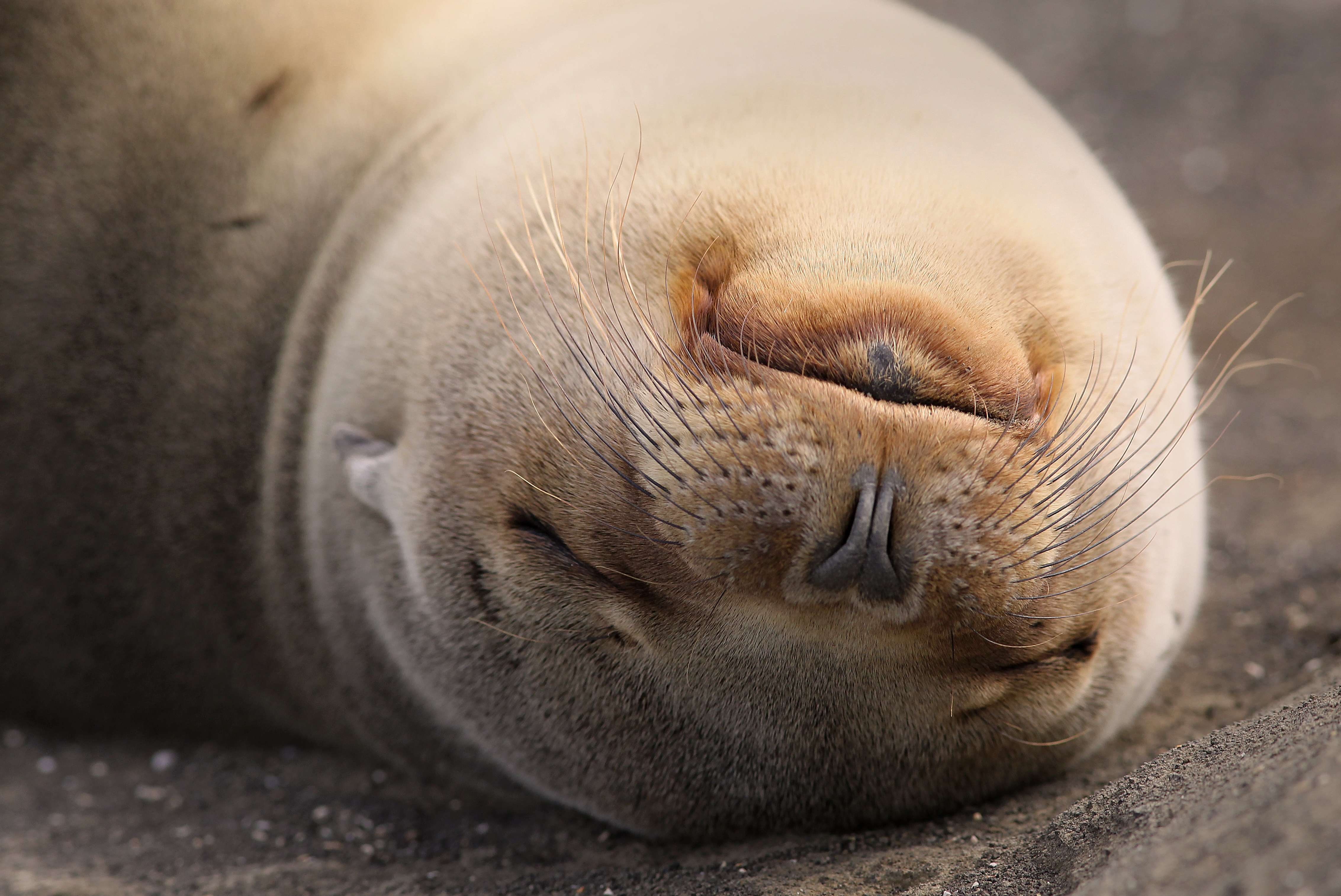 This sea lion definitely knows how to unplug. © Eric Rock/NHA