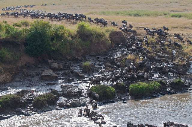 Herd of wildebeest during the great migration 