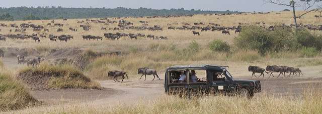 safari guests photograph wildebeest